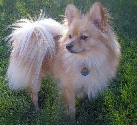 papillon pomeranian mix puppies for sale | Zoe Fans Blog | Pomeranian mix puppies, Mix puppies ...