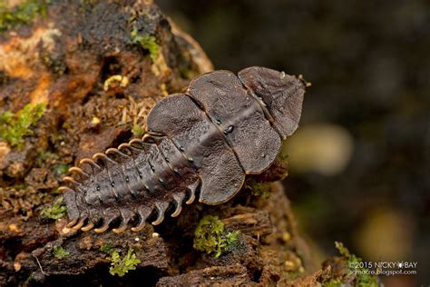 Trilobite, Creatures, Larvae