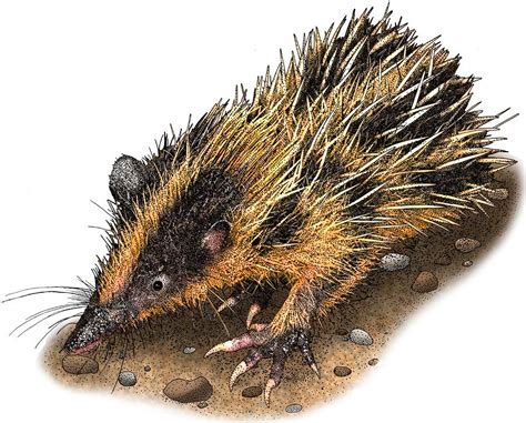 Lowland Streaked Tenrec Photograph by Roger Hall | Pixels