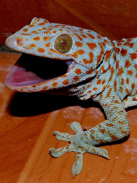 Tokay Gecko | The Animal Facts