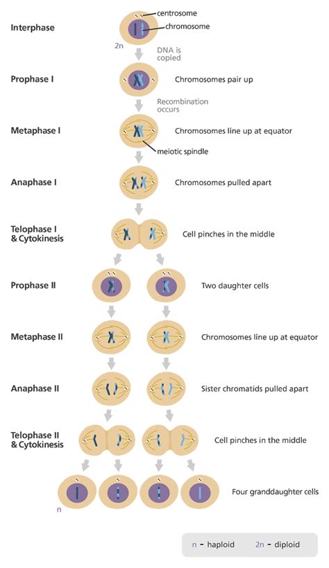 Meiosis 1 And 2 Diagram Labeled