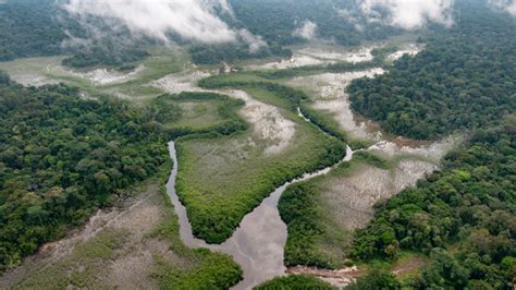 The Congo Basin is under threat - here's why we need to act now - WildAid