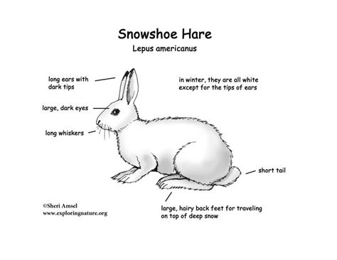 Hare (Snowshoe)