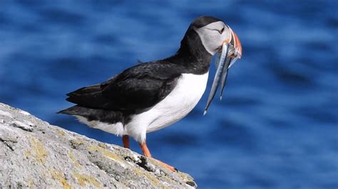 Atlantic Puffin on Vigur Island in Iceland - YouTube