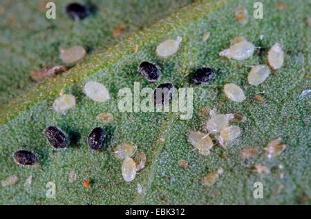 Encarsia formosa the greenhouse whitefly parasite feeding on a whitefly ...