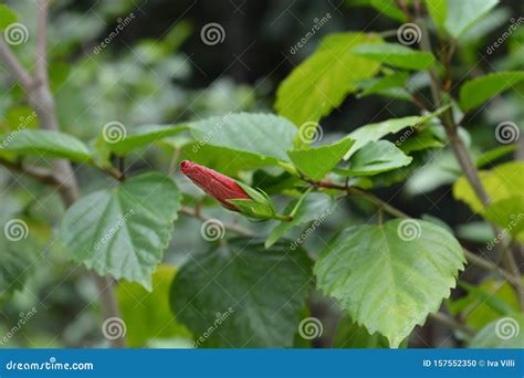 Blue mahoe stock photo. Image of close, blue, nature - 157552350