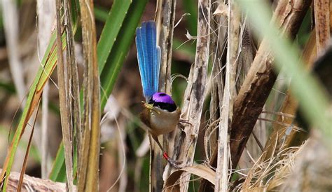 Secret lives of purple-crowned fairy-wrens - Australian Geographic