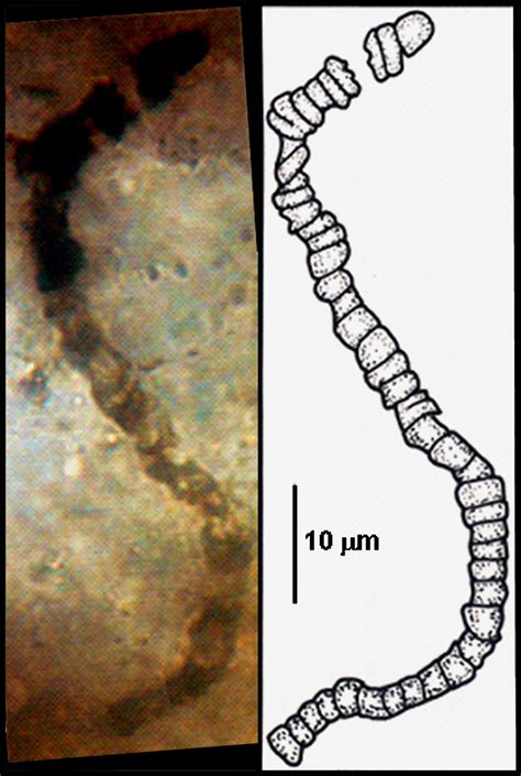 Oldest fossils ever found show life on Earth began before 3.5 billion years ago