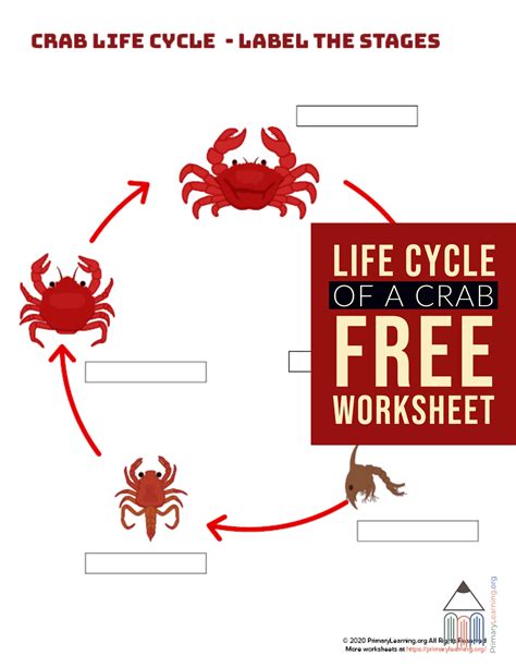 Students use this worksheet to label the stage of crab life cycle. # ...