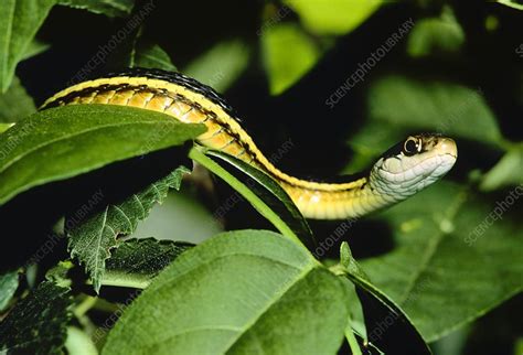 Eastern ribbon snake - Stock Image - Z785/0091 - Science Photo Library