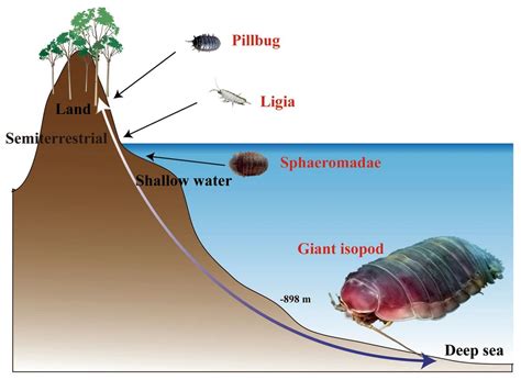 Genome Spotlight: Giant Isopod (Bathynomus jamesi) | The Scientist ...