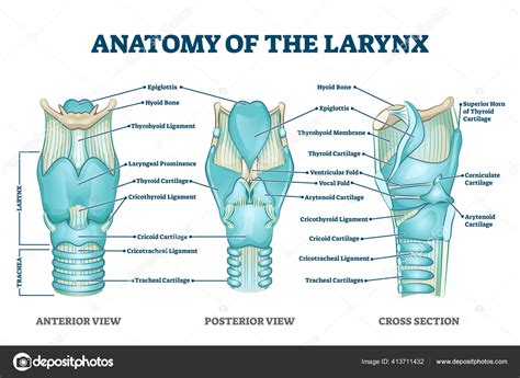 Toro sin embargo Realista dog larynx anatomy Recomendación Retencion Fondos