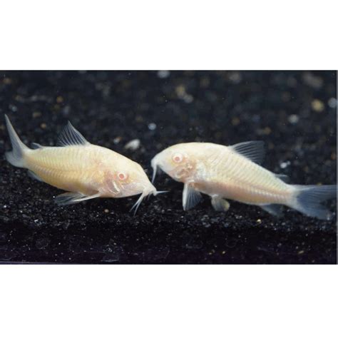 Corydoras Albino | Aber Aquatic Είδη Ενυδρείων