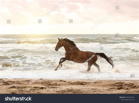 52,212 Horse In The Beach Images, Stock Photos & Vectors | Shutterstock