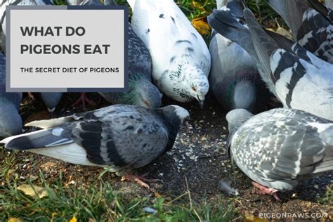 What Do Pigeons Eat? The Secret Diet Of Pigeons!