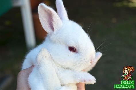 55 Cute Baby Bunny Pictures