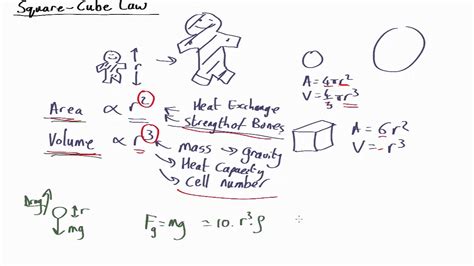 NL5.03 Square-Cube Law - YouTube