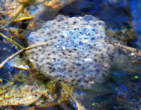 Wood Frog (eggs) | Project Noah