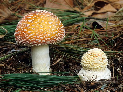 California Fungi: Amanita muscaria