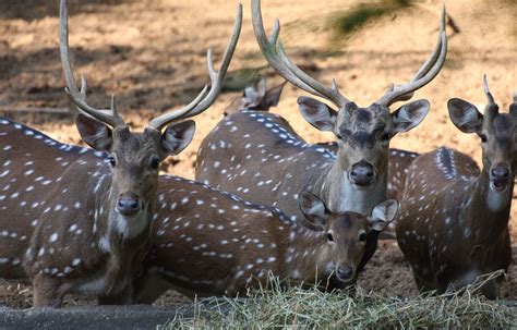 Deers animal herd wildlife mammal free image download