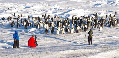 Antarctic – The southernmost penguin colony | Te Papa’s Blog