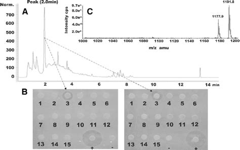 RP-HPLC analysis and antibacterial activity test of fractions. (A)... | Download Scientific Diagram