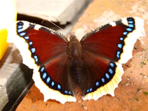 Nymphalis antiopa | Beautiful butterflies, Moth fly, Insects