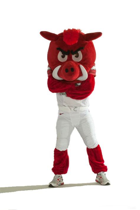 The History of the U of A Mascot Program | Arkansas razorbacks mascot ...