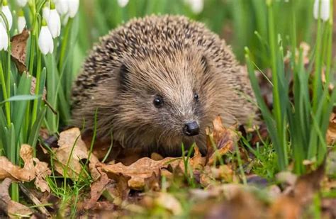 17 Different Types of Hedgehogs (Plus Fun Facts) – Nayturr