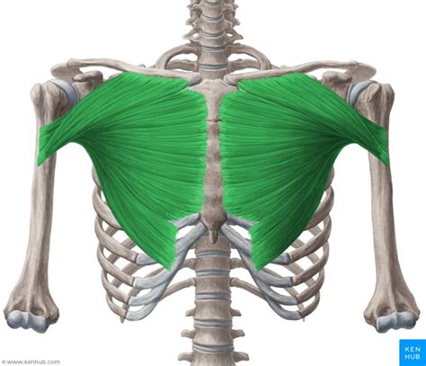 Pectoralis major muscle (Musculus pectoralis major) | Muscle, Vein ...