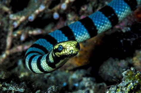 Venomous Sea Snake Facts (Hydrophiinae and Laticaudinae)