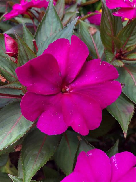 Impatiens Sun Compact Purple | Bloom-Masters