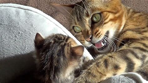 Mother Cat Burst of joy Because of Her Kittens - YouTube