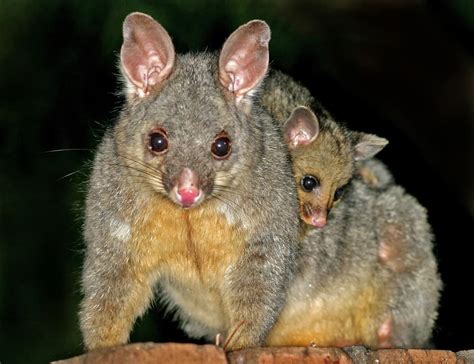 Possum Location: Where Do Possums Live? - Wiki Point