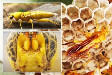 Giant-headed parasite wasp found in Amazon that ‘eats prey from the inside out’ – then lays eggs ...