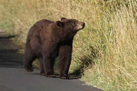 American Black Bear