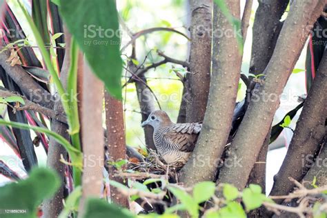 The Zebra Doves Eggs Also Known As Barred Ground Dove Is A Bird Of The Dove Family Columbidae ...