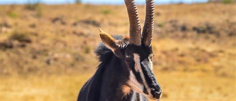 Wildlife in Angola - Types of Angolan Animals - A-Z Animals