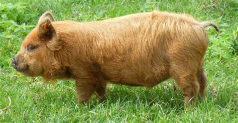 Kunekune pigs are one of the smallest pig breeds (1) – BestFarmAnimals