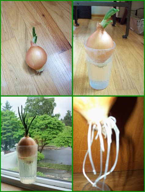 Homeschool Smarts: How to start a Onion in Water