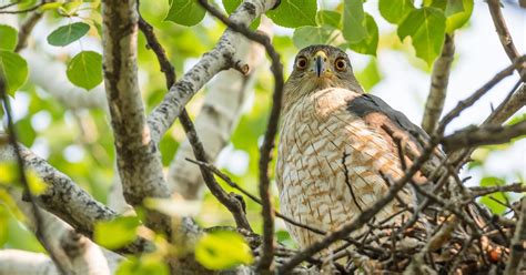 Cooper's Hawk Nesting (All You Need To Know) | Birdfact