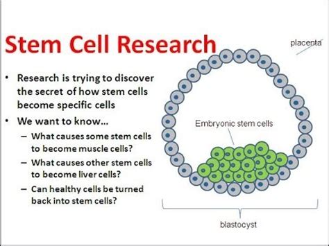 Embryonic Stem Cells & their Controversy (unbiased view) - YouTube