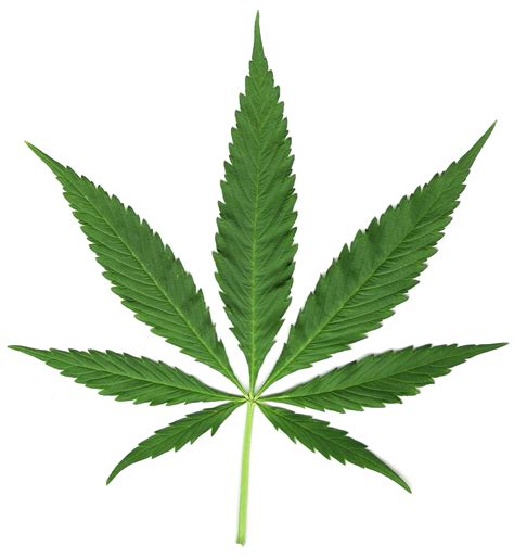 Florida Medical Marijuana | Clipart Panda - Free Clipart Images