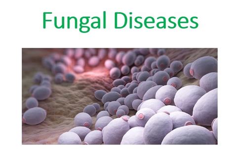 Information For Health Professionals Fungal Diseases Cdc