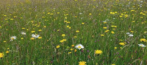 Wild Lakeland | Ecology | Cumbria