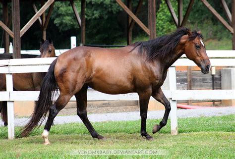 bay quarter horse mare 1 by venomxbaby on DeviantArt