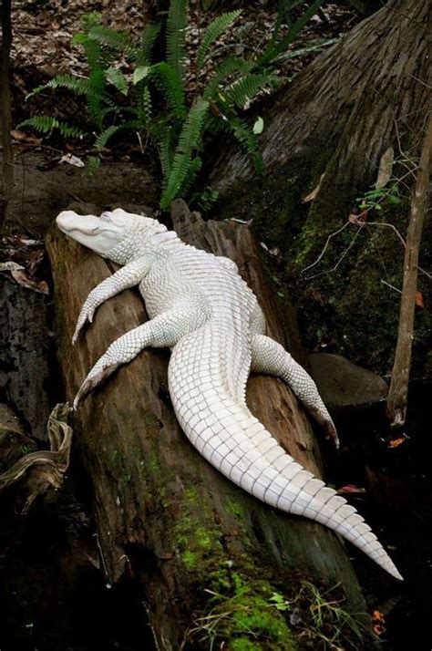 Albino Crocodile | Rare albino animals, Albino animals, Rare animals