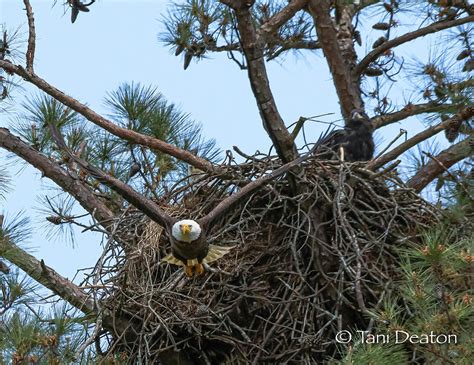 Berry College Bald Eagle Nest Photograph by Tani Deaton - Fine Art America