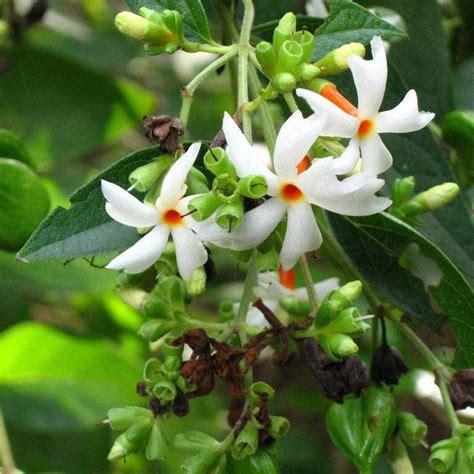 Buy the Exotic Parijat Tree - A Rare Night-Blooming Beauty for Your Ga — Kadiyam Nursery