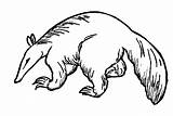 30  Anteater Coloring Pages Free Printable PDF JPG PNG & Online sketch template